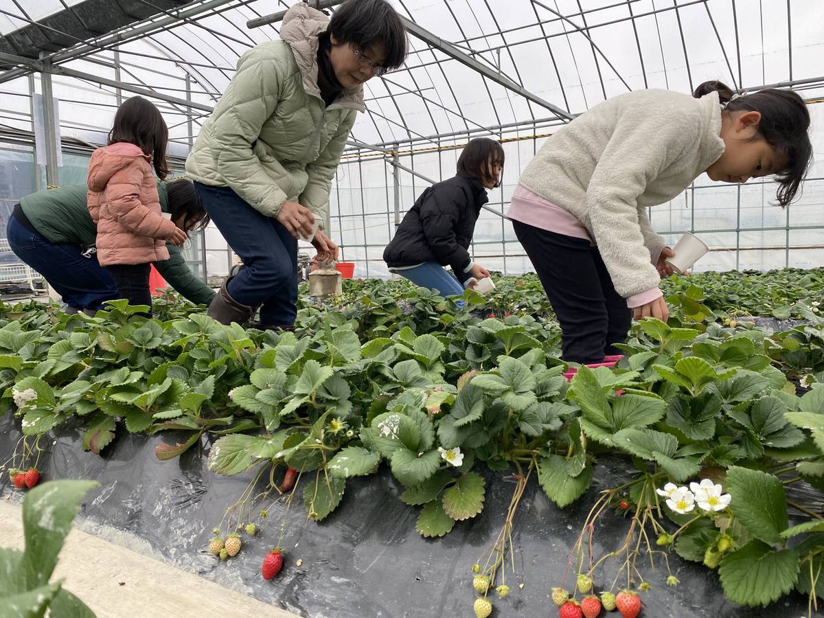 ハウスの中でいちごを摘むご家族